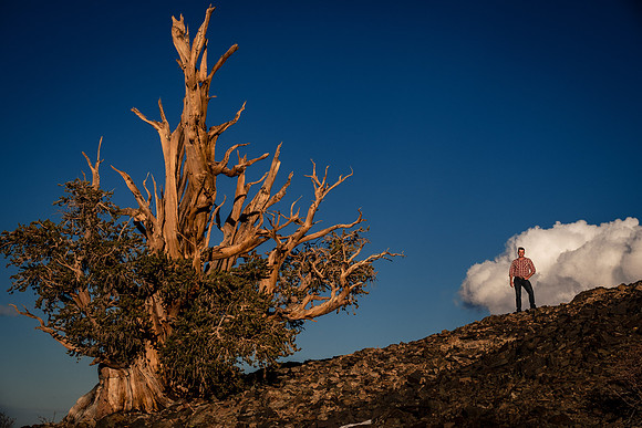 bristlecones-portraits-inyo-county