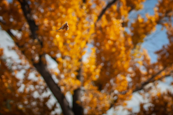 leaf_bishop-1320