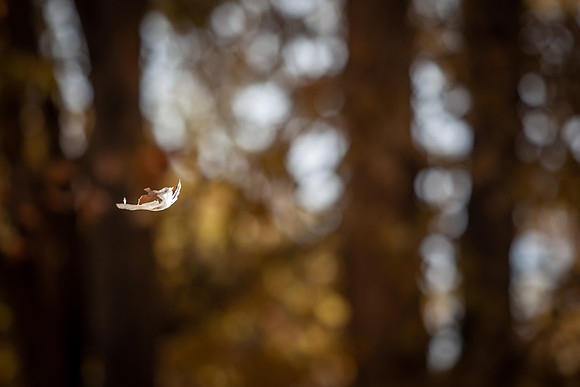leaf_bishop-1319