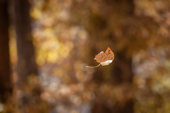 leaf_bishop-1319-2