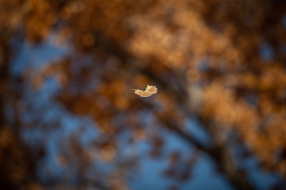 leaf_bishop-1323-3