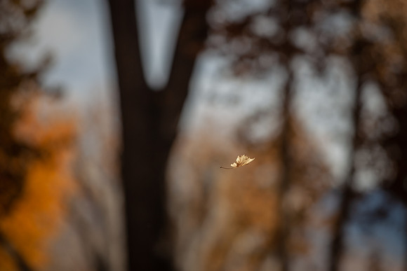 leaf_bishop-1323-4