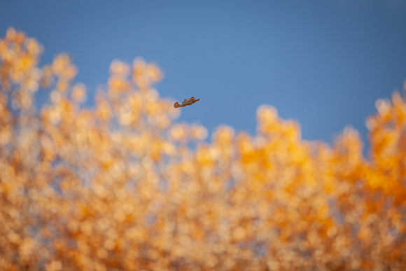 leaf_bishop-1323