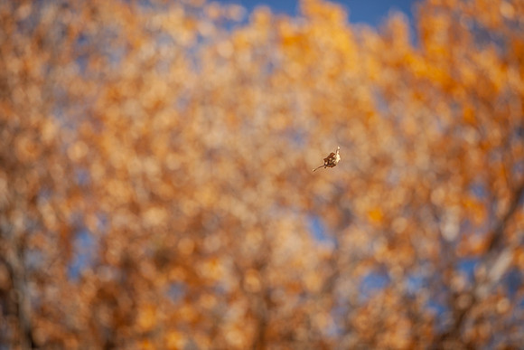 leaf_bishop-1323-2