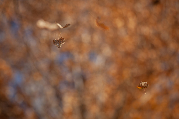 leaf_bishop-1325