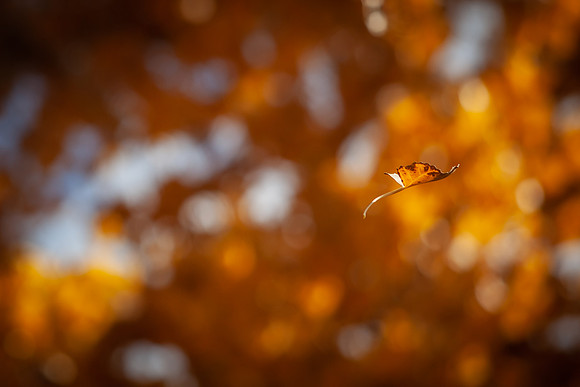 leaf_bishop-1334