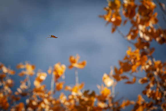 leaf_bishop-1336