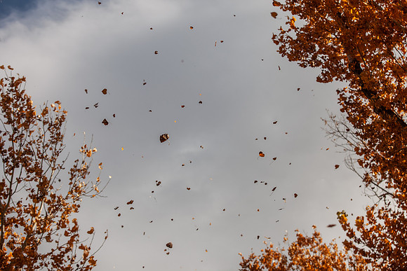 leaf_bishop-1338-2