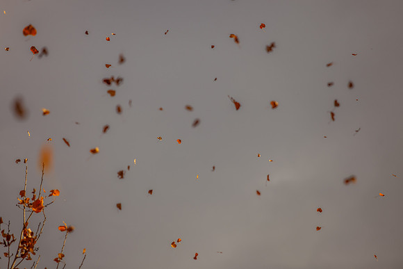 leaf_bishop-1338